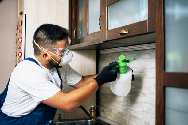 Wasp Removal Services in Saxapahaw, NC