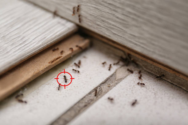 Best Pest Control Near Me  in Saxapahaw, NC