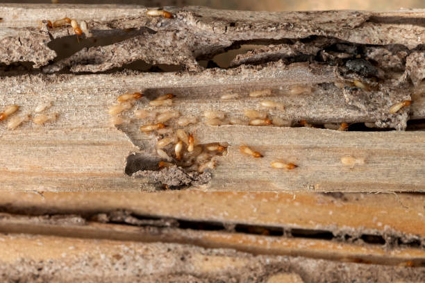 Reliable Saxapahaw, NC Pest Control Solutions